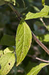 Clustered mountainmint